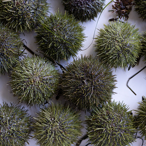 Live Maine Urchin