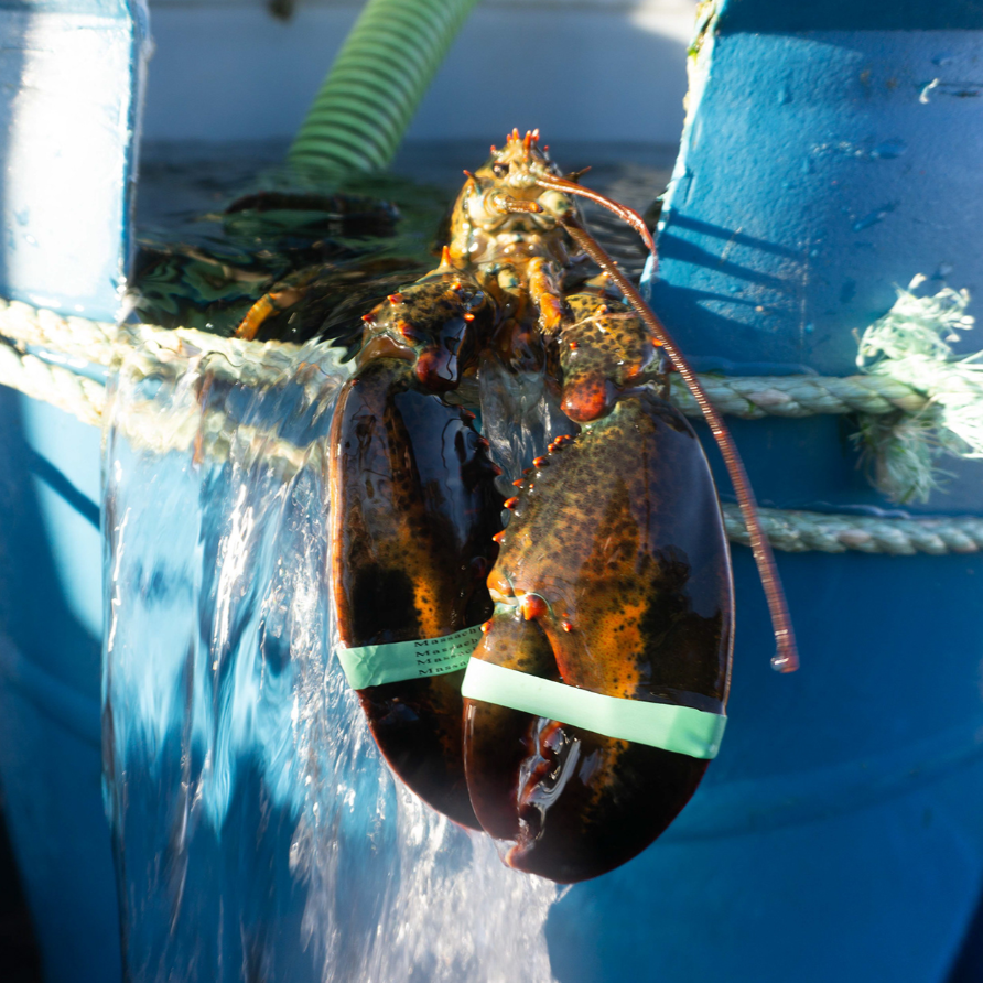 Live Shellfish Images Live