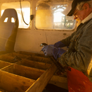 Live American Lobster - New England