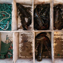 Live American Lobster - New England