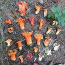 Fresh Lobster Mushrooms - Pacific Northwest