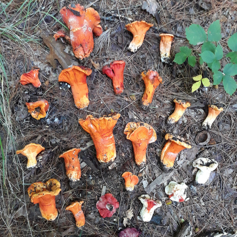 Fresh Lobster Mushrooms - Pacific Northwest