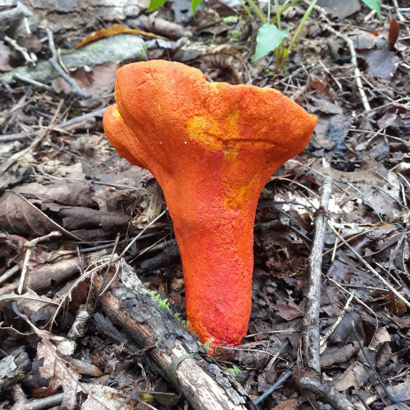 Fresh Lobster Mushrooms - Pacific Northwest