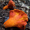 Fresh Lobster Mushrooms - Pacific Northwest