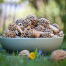Fresh Wild Morels - USA