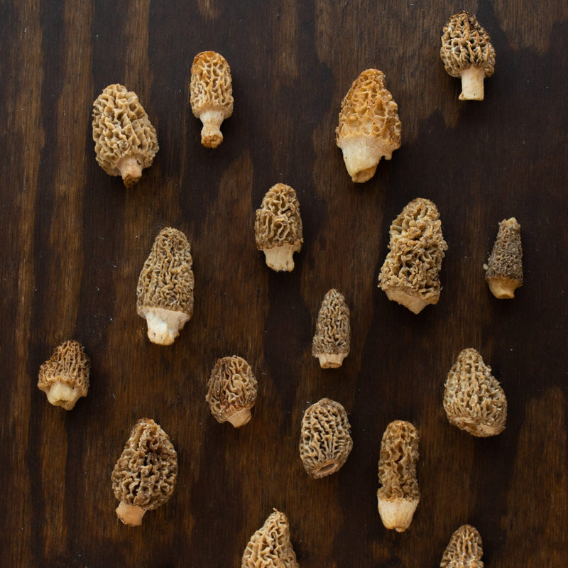 Fresh Morels Fresh Wild Morel Mushrooms (USA) | Foraged & Seasonal