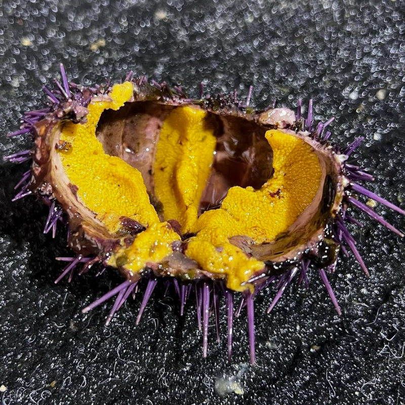 Live Purple Urchins - California