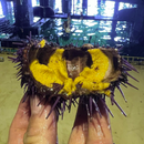 Live Purple Urchins - California