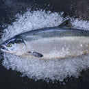 Copper River Sockeye Salmon - Alaska