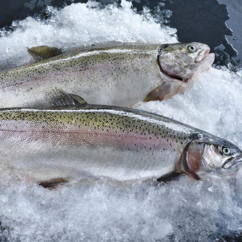 Steelhead Trout - Oregon