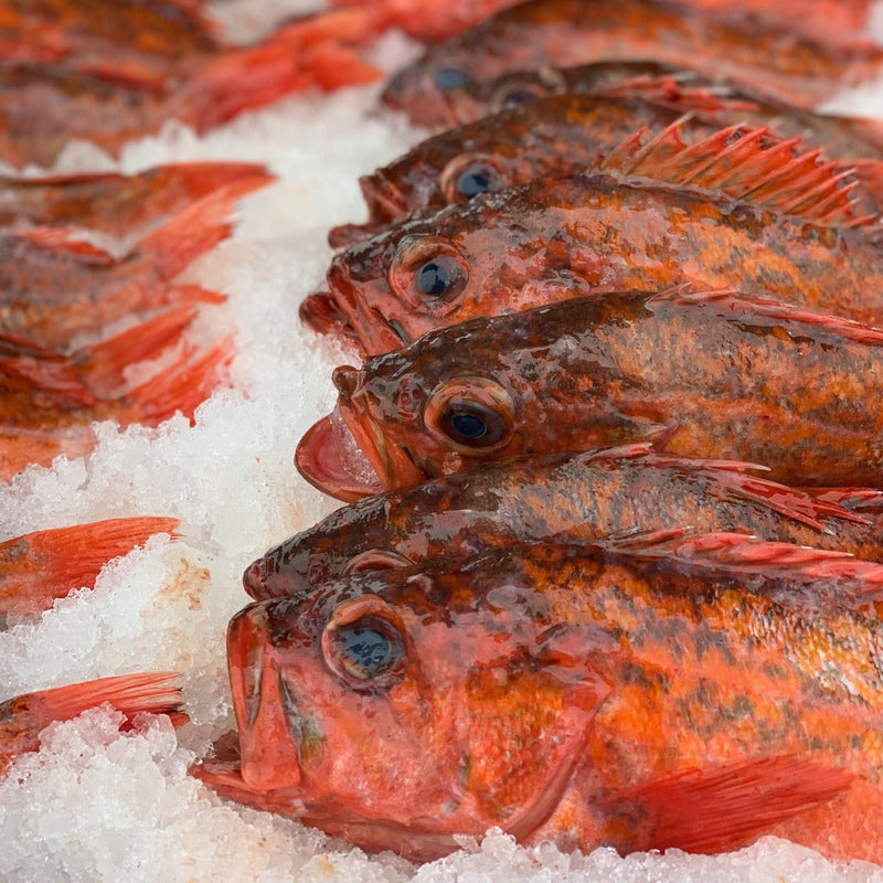 Pacific Rockfish