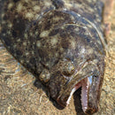 California Halibut - Northern California