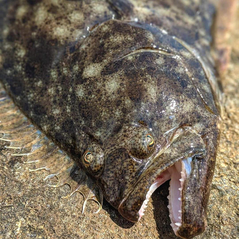 California Halibut - Labor day Pre-Order