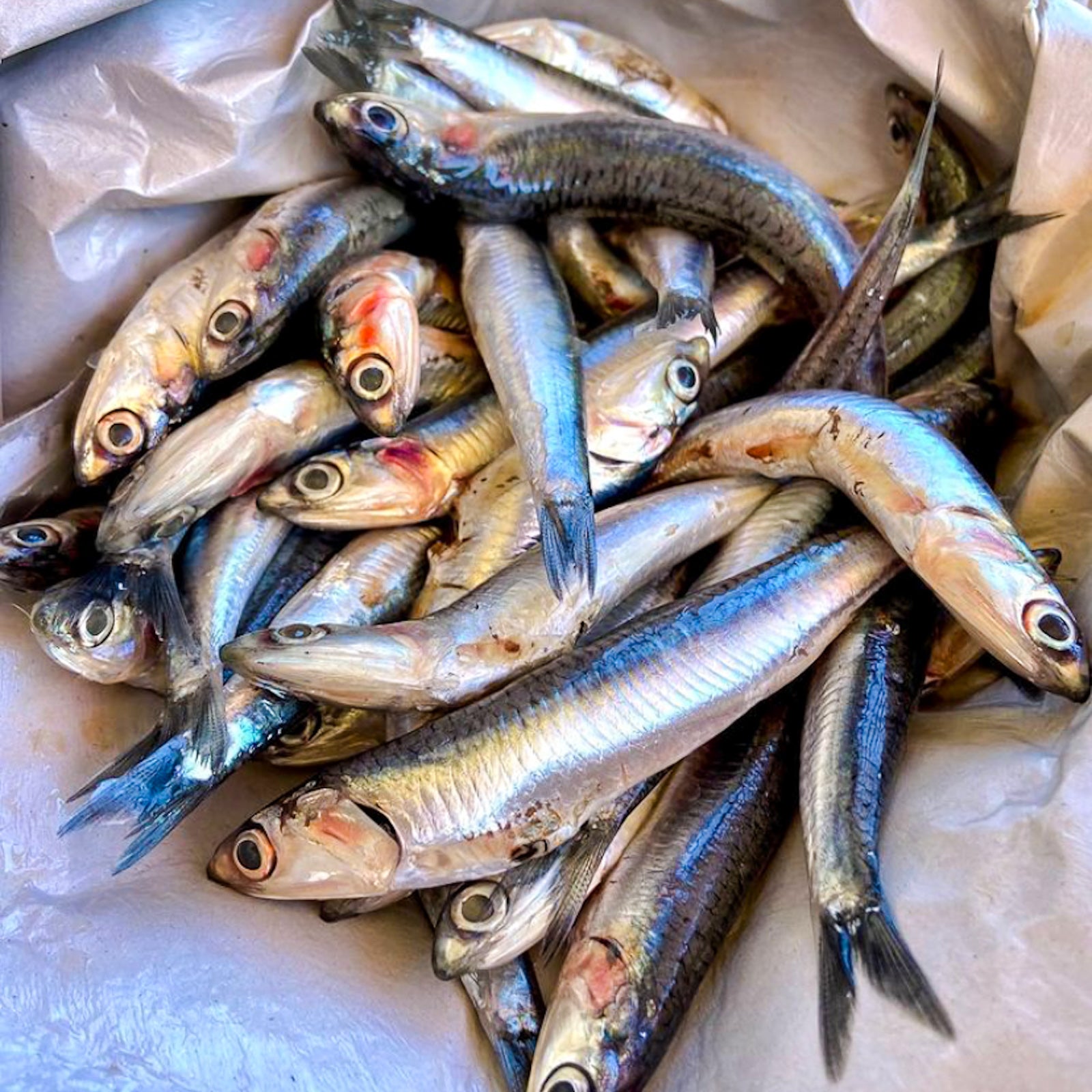 Fresh Anchovies - Buy Anchovies Online | E-Fish.com