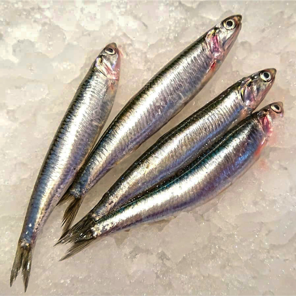 Fresh Anchovies