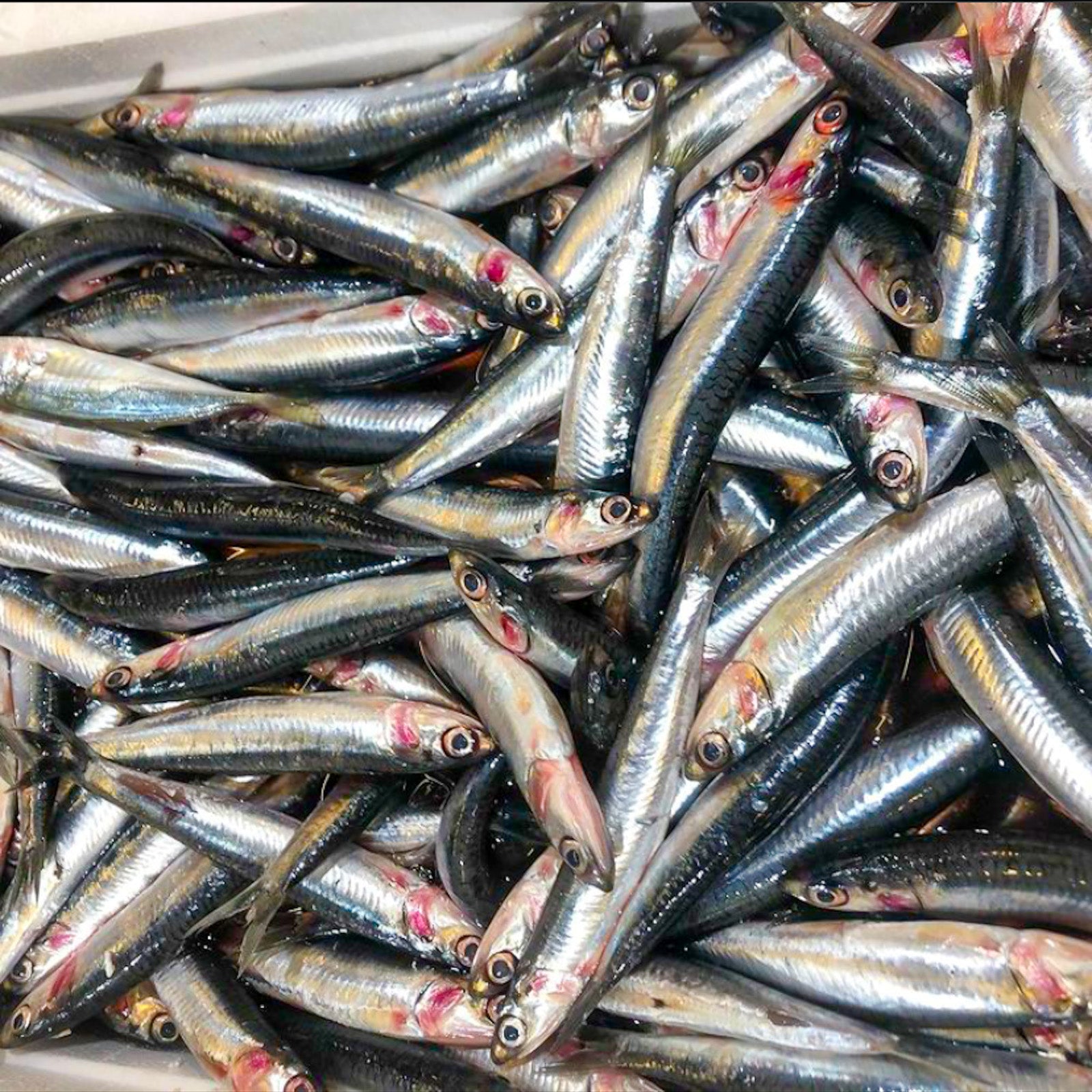 Fresh Anchovies - Buy Anchovies Online | E-Fish.com