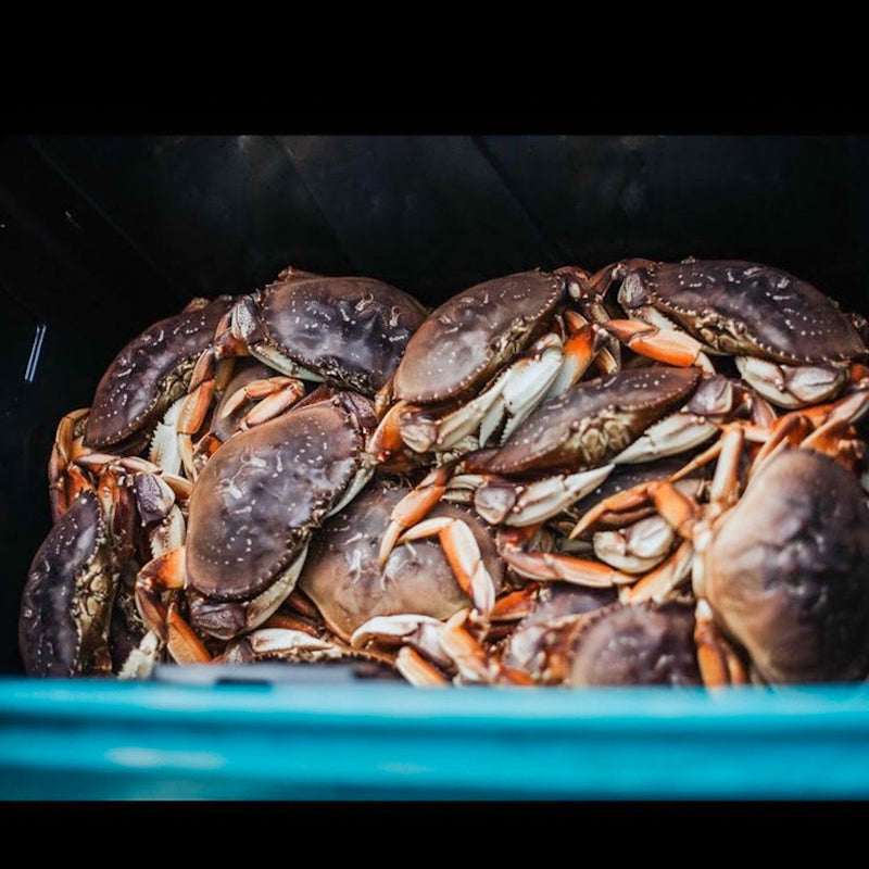 Dungeness Crab Live - Mother's Day Pre-Order