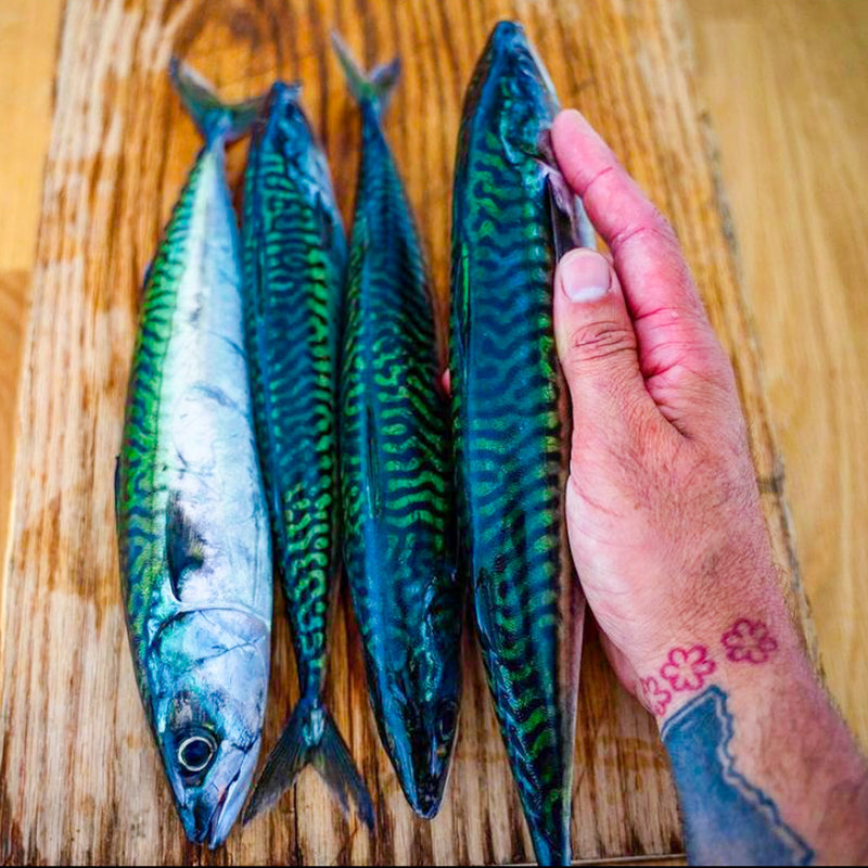 Mackerel - Labor day Pre-Order