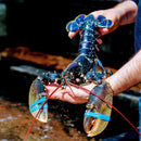 Live Blue Lobster - Portugal