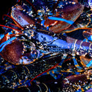 Live Blue Lobster - Portugal
