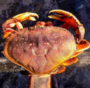 Live Dungeness Crab