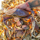 Live Dungeness Crab