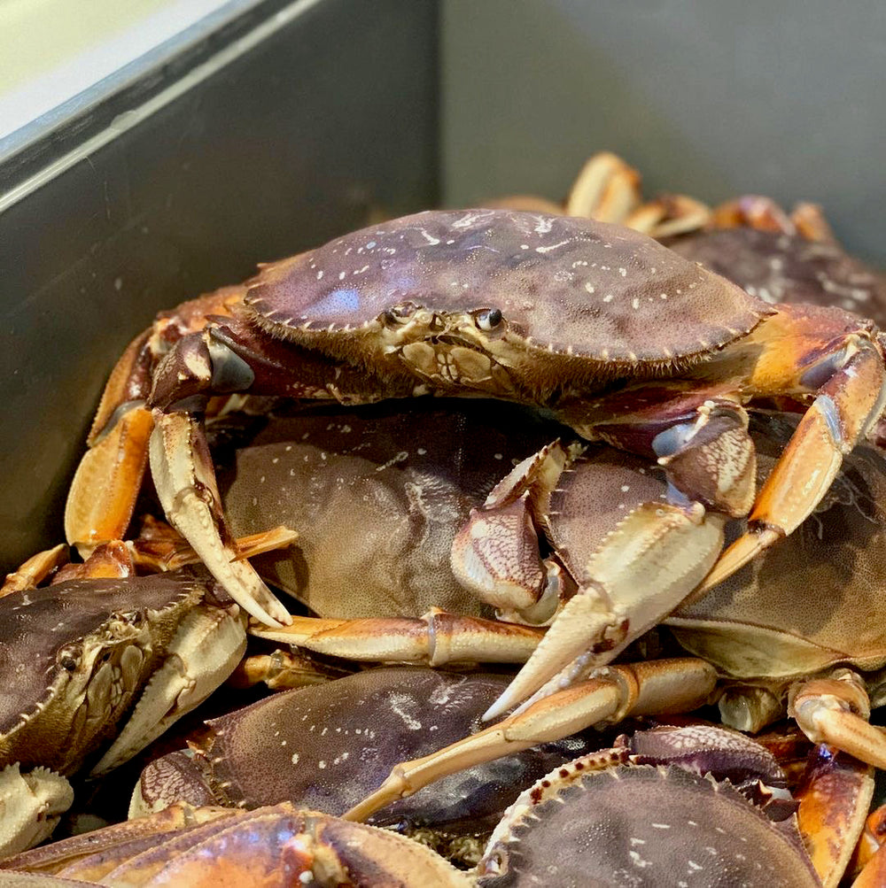 LIVE Dungeness Crab - Buy Online