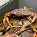 Live Dungeness Crab