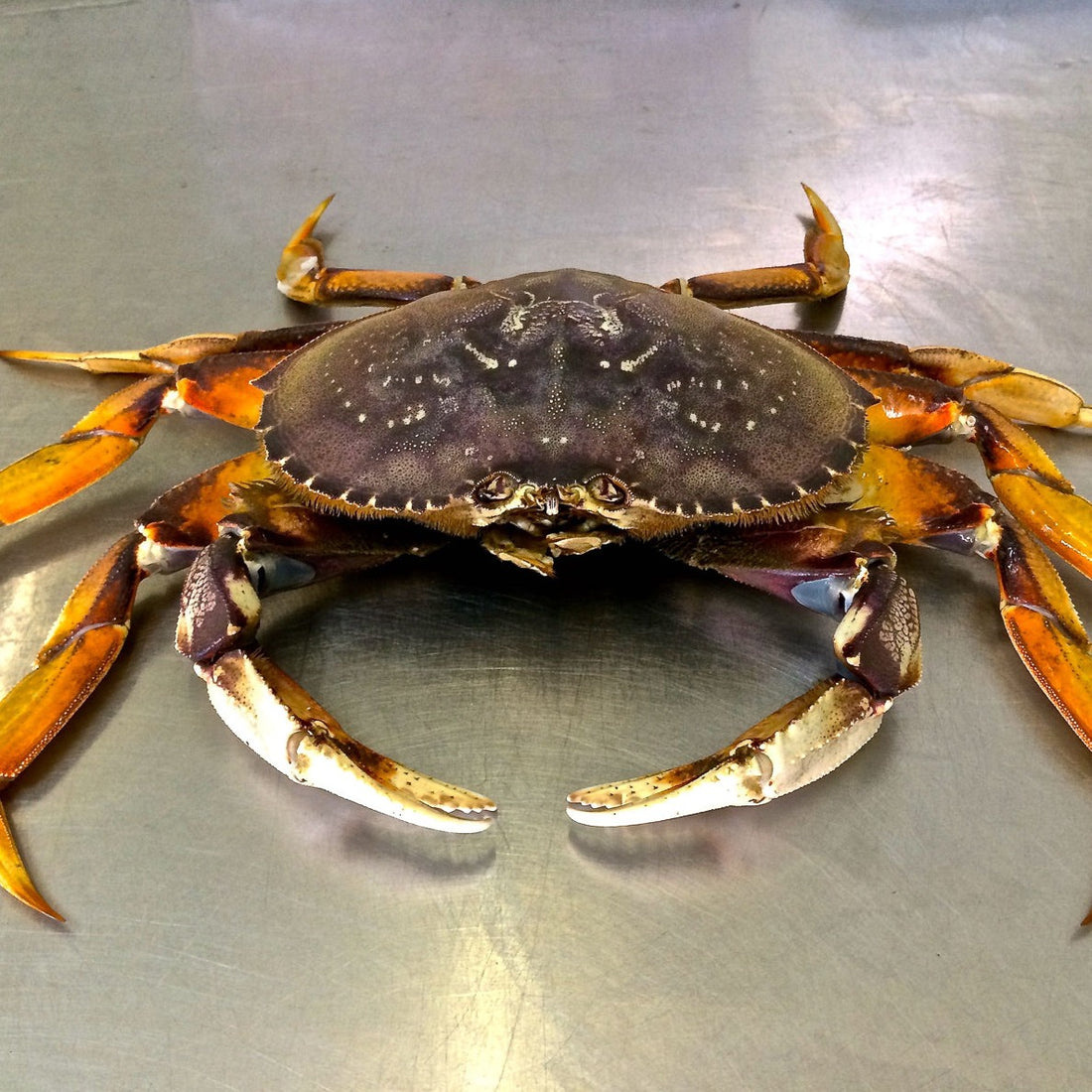 LIVE Dungeness Crab - Buy Online