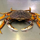 Live Dungeness Crab