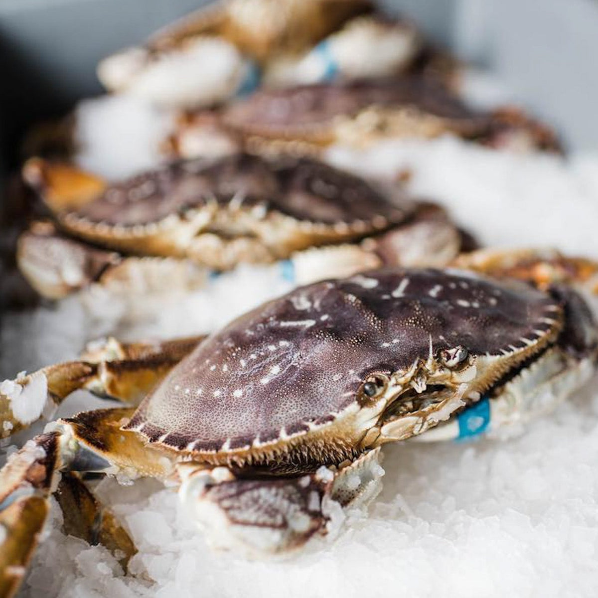 LIVE Dungeness Crab - Buy Online