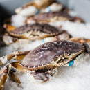 Live Dungeness Crab