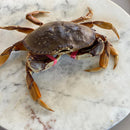 Live Dungeness Crab
