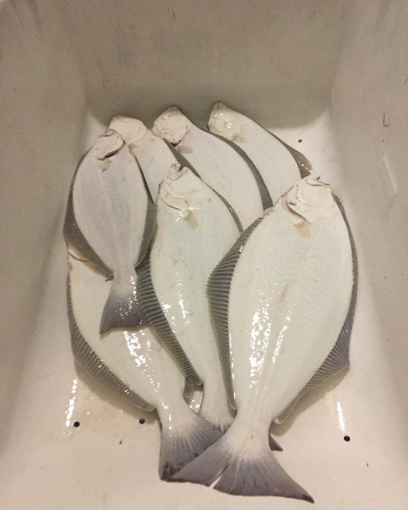 California Halibut - Labor day Pre-Order