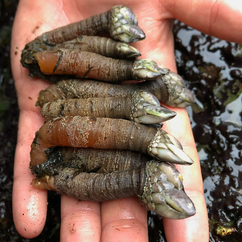 Gooseneck Barnacles (Percebes)