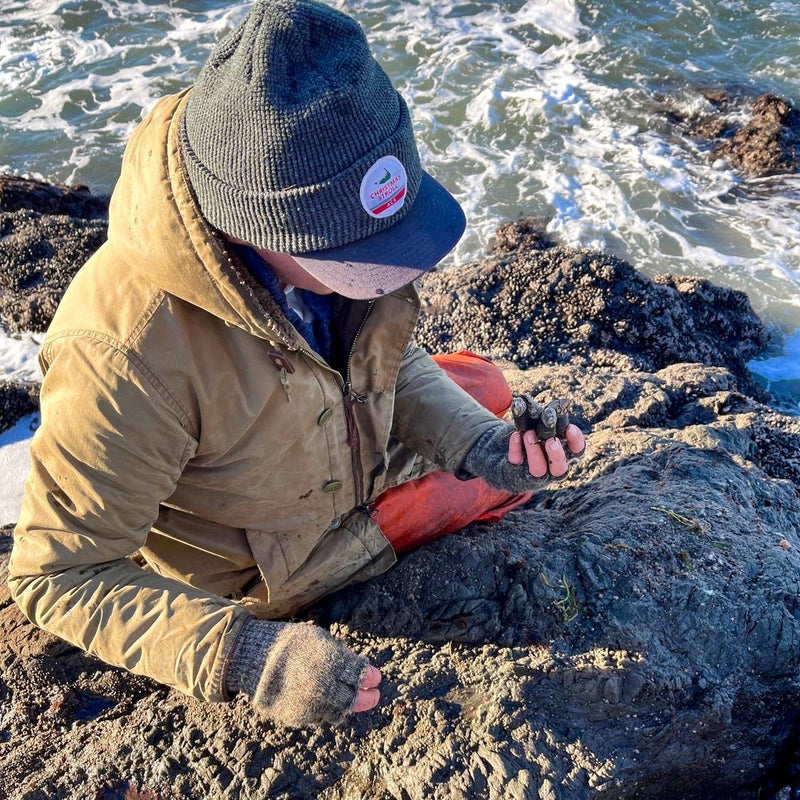 Gooseneck Barnacles (Percebes)