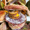 Live Pink Scallop