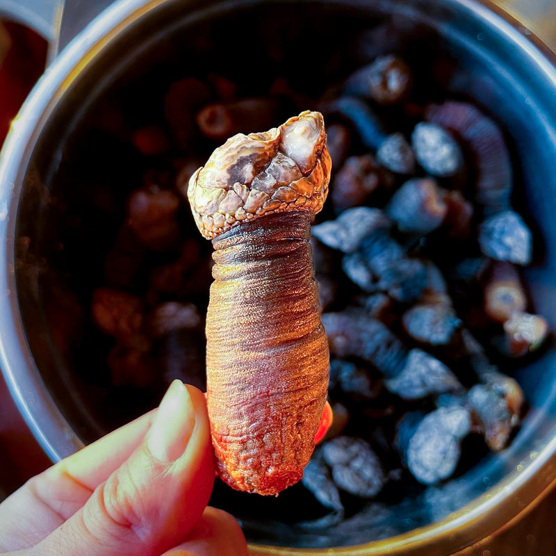 Gooseneck Barnacles (Percebes)