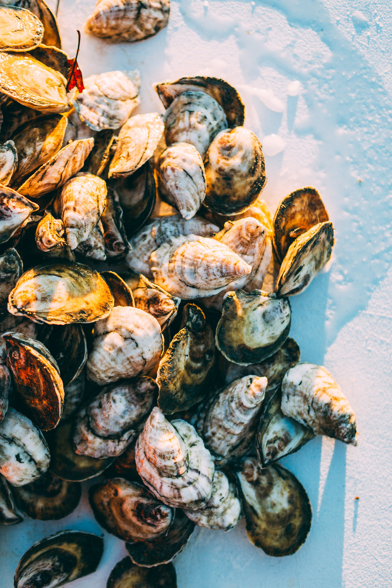 Oyster Starter Pack - Love Point Oysters