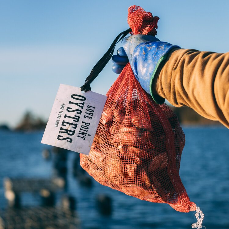 Oyster Starter Pack - Love Point Oysters