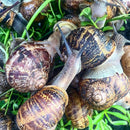 Peconic Escargot - Fresh In Shell - 4 Dozen