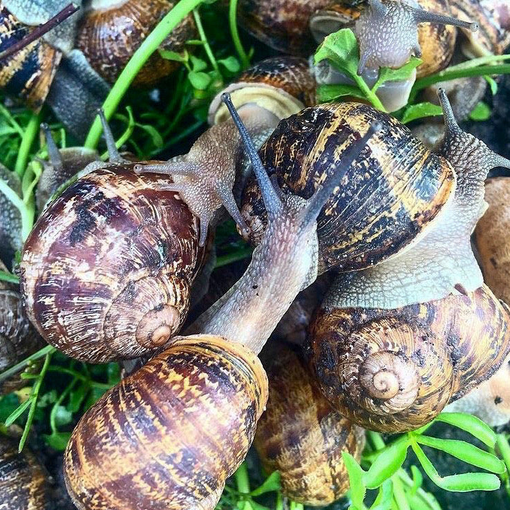 Peconic Escargot - Fresh In Shell - 4 Dozen