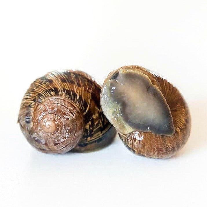 Peconic Escargot - Fresh In Shell - 4 Dozen