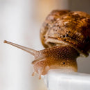 Escargot Complete Package