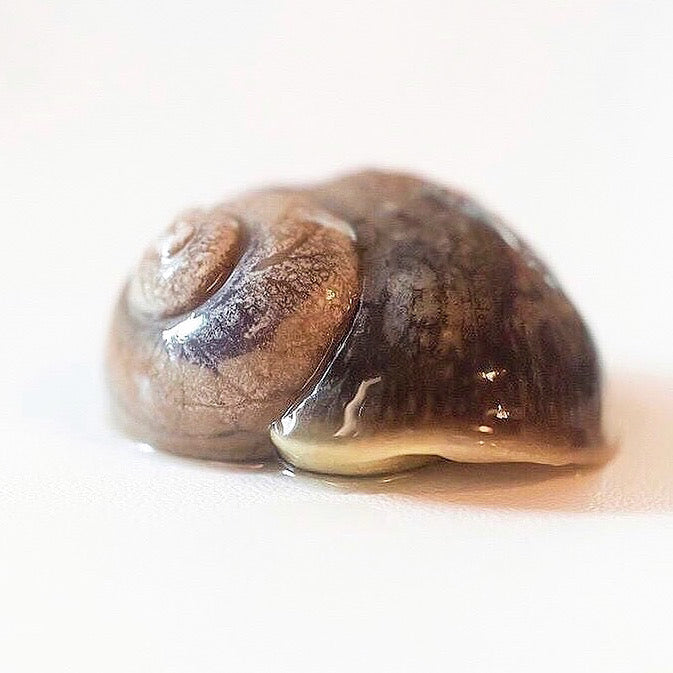 Peconic Escargot - Fresh Shelled