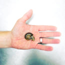 Peconic Escargot - Fresh In Shell - 4 Dozen