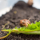 Escargot Complete Package