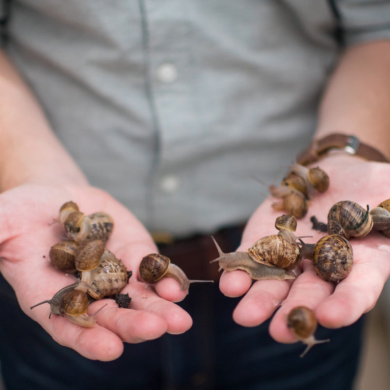 Peconic Escargot - Fresh In Shell - 4 Dozen