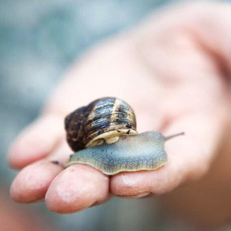 Peconic Escargot - Fresh In Shell - 4 Dozen