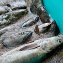 Black Cod -  NYE Pre-Order